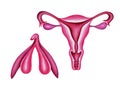 Female reproductive system and clitoris. Royalty Free Stock Photo