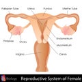 Female Reproductive System Royalty Free Stock Photo