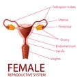 Female Reproductive System Gynecological Banner Royalty Free Stock Photo