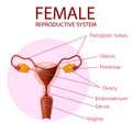 Female Reproductive System. Human Anatomy Banner Royalty Free Stock Photo