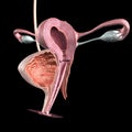 Female reproductive system