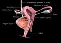 Female reproductive system