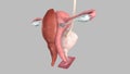 Female reproductive system