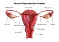 Female reproductive system. Internal view of the uterus with cross section