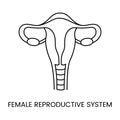 Female reproductive system linear icon in vector, illustration of human uterus and ovaries, gynecology.