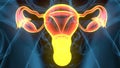 3d illustartion of female reproductive system anatomy