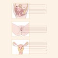 Female reproductive system Royalty Free Stock Photo