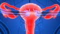Female Reproductive System with nervous system and urinary bladder Royalty Free Stock Photo