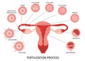 Female reproductive system ovulation and fertilization process stages on white background, flat vector illustration Royalty Free Stock Photo