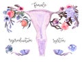 Female reproductive system scheme painted in watercolor on clean white background Royalty Free Stock Photo