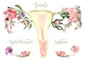 Female reproductive system scheme painted in watercolor on clean white background