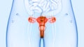 Female Reproductive System and Urinary System Kidneys with Bladder Anatomy