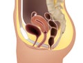 Female reproductive system or urogenital system anatomy. Genitourinary system. Medical illustration