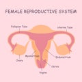 Female reproductive system Royalty Free Stock Photo