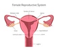 Female Reproductive System Royalty Free Stock Photo