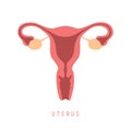 female reproductive system women uterus ovary icon Royalty Free Stock Photo