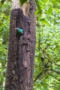 Female Resplendent Quetzal - Monteverde Cloud Forest Reserve