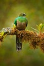 Female of Resplendent Quetzal, Savegre in Costa Rica with green forest in background. Magnificent sacred green and red bird. Royalty Free Stock Photo