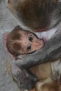 female rhesus macaque (macaca mulatta) with infant baby