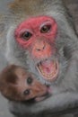 female rhesus macaque (macaca mulatta) with infant baby