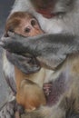 female rhesus macaque (macaca mulatta) with infant baby