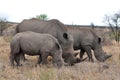 Female rhino with 2 calves in Kruger NP Royalty Free Stock Photo