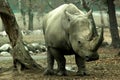 A female rhino