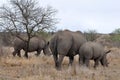 Female rhino with calves in Kruger NP Royalty Free Stock Photo