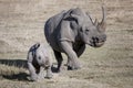 Female rhino and her baby running on the African savannah a photographer