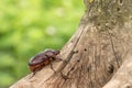 Female rhinoceros beetle crawling up the tree Royalty Free Stock Photo