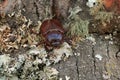 Female Rhinoceros Beetle on Log Royalty Free Stock Photo