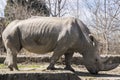 Female rhinoceros closeup Royalty Free Stock Photo