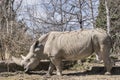 Female rhinoceros closeup Royalty Free Stock Photo