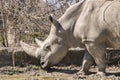 Female rhinoceros closeup Royalty Free Stock Photo