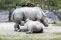 female rhinoceros feeding her cub in the zoo Royalty Free Stock Photo
