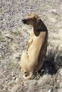 A Female Rhodesian ridgeback puppy Looking back
