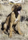 A Female Rhodesian ridgeback puppy sitting on the ground and yawing