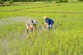 female rice farmers planting seedlings of rice in the field Royalty Free Stock Photo