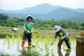 Female Rice farmers in thailand