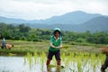 Rice farmers in thailand
