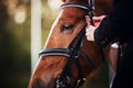A female rider adjusts the rein on the bridle worn on the face of a sorrel racehorse. Equestrian sport Royalty Free Stock Photo
