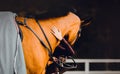 The rider embracing bay race horse neck at an equestrian event evokes a deep bond and partnership between rider and steed. Royalty Free Stock Photo