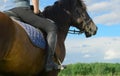 Female rider is sitting in her saddle with loose reins in outdoors, behind view. Woman and her bay horse are in rural, close-up Royalty Free Stock Photo