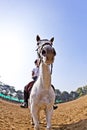 Female rider trains the horse Royalty Free Stock Photo