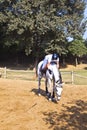 Female rider trains the horse Royalty Free Stock Photo