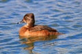 Female Ring-neck Duck II