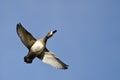 Female Ring-Necked Duck Flying in a Blue Sky Royalty Free Stock Photo