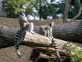 female Ring-tailed Lemur, Lemur catta, with her young sits on a massive trunk