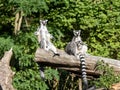 female Ring-tailed Lemur, Lemur catta, with her young sits on a massive trunk