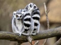 female Ring-tailed Lemurs, Lemur catta, sit on a trunk and look around Royalty Free Stock Photo
